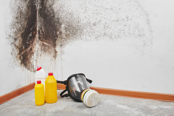 Best Mold Testing and Inspection Services in Festus, MO