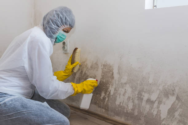 Best Residential Mold Remediation in Festus, MO