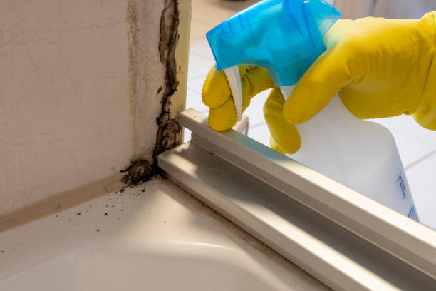 Best Industrial Mold Remediation in Festus, MO