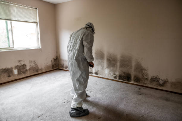 Best Commercial Mold Remediation in Festus, MO