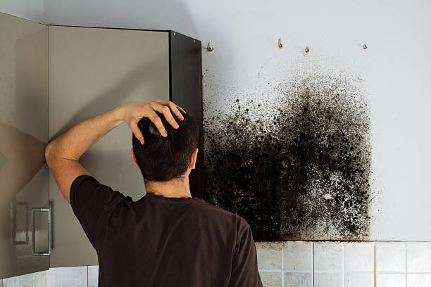 Best Post-Flood Mold Remediation in Festus, MO