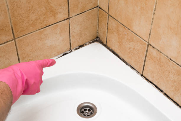 Best Kitchen Mold Remediation in Festus, MO